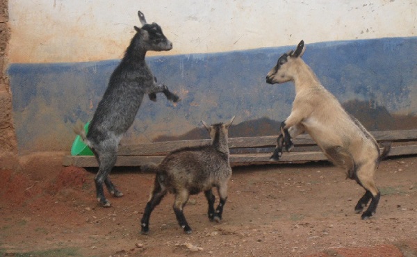 Goats 'arrested' by Ga West Municipal Assembly auctioned for ¢665