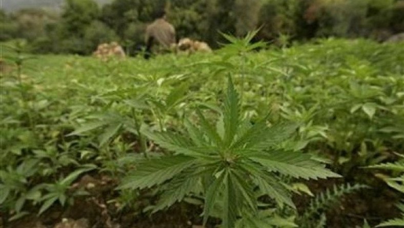 20-acre Marijuana farm