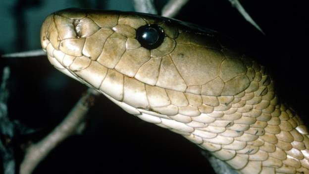 The black mamba is one of the fastest and most dangerous snakes in Africa