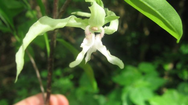 An example of a critically endangered tree species from Tanzania