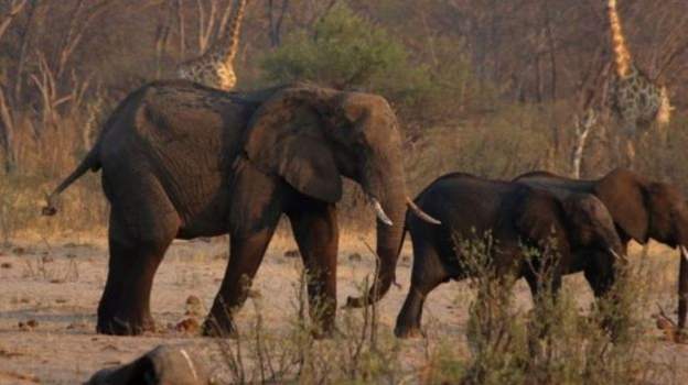 At least 55 elephants in the Hwange National Park have died since September due to drought