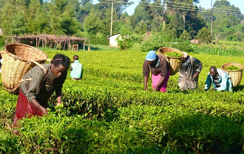 planting for food and jobs