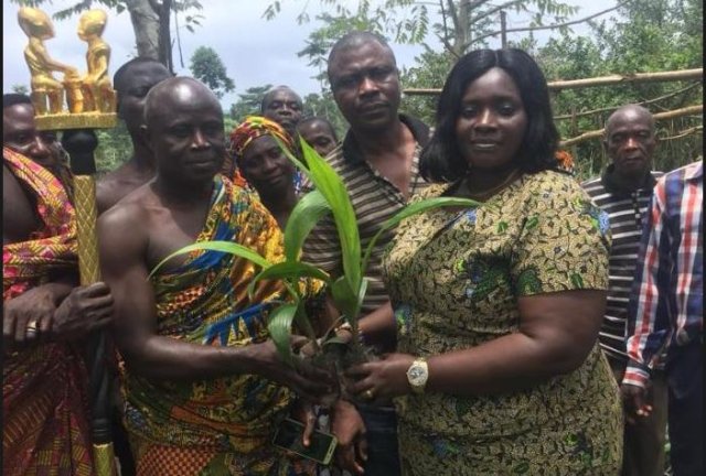 Juaboso District Assembly distributes palm seedlings to farmers