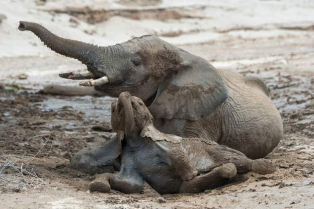 This is the not the first time Namibia is auctioning animals, including elephants