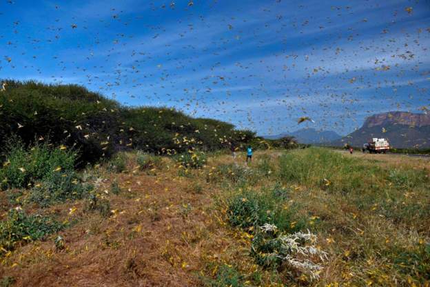 The locusts are threatening livelihoods in East Africa