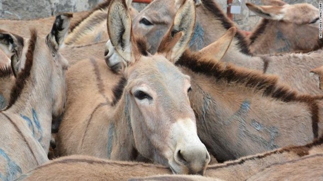 Donkeys amass at the Goldox slaughterhouse in Baringo, Kenya.