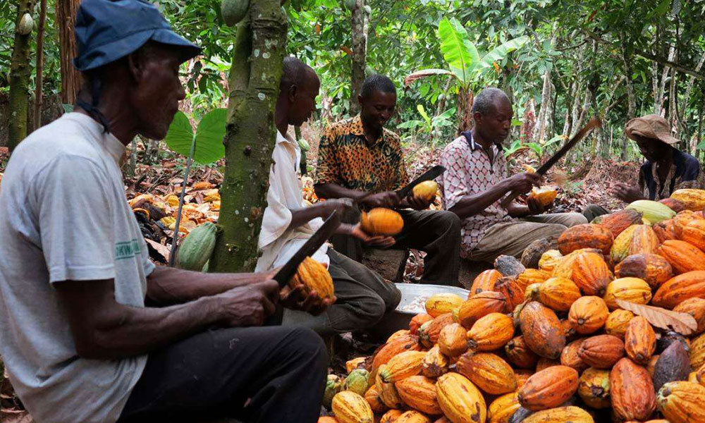 Cocoa in Ghana