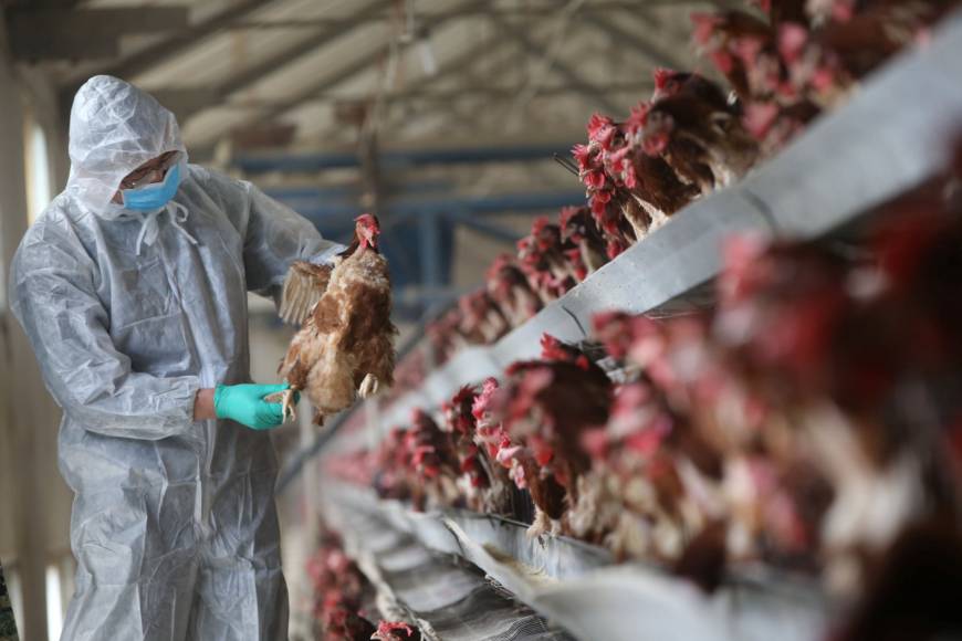 Ashanti Region: 18,000 birds to be culled over bird flu