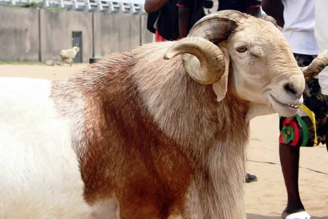 Chiefs slaughter ram to pacify gods after man impregnates step-daughter, defiles own daughters