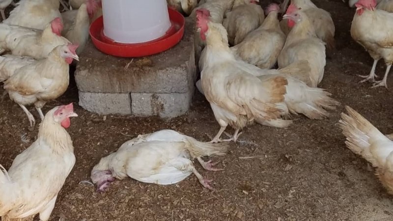 1,500 birds to be killed in Volta Region