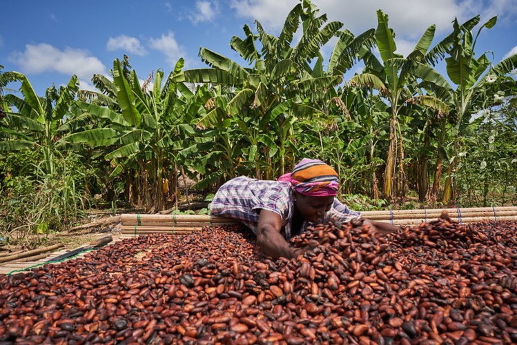 Cocoa from Ghana