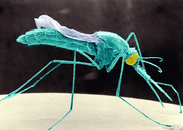 Anopheles stephensi is resistant to most insecticides