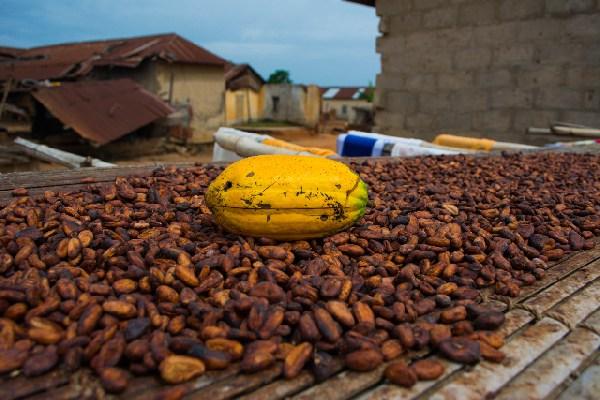government-increases-cocoa-price-by-21-percent-prime-news-ghana