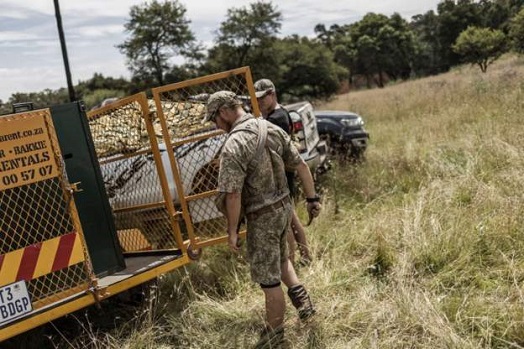 There was a massive search for the tiger before it was euthanised on Wednesday morning