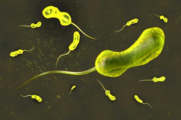 Cholera is caused by the bacterium Vibrio cholerae