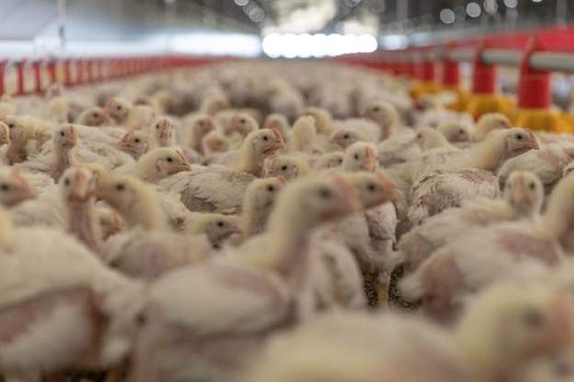 Millions of chickens have been killed in South African following a bird-flu outbreak (AFP)