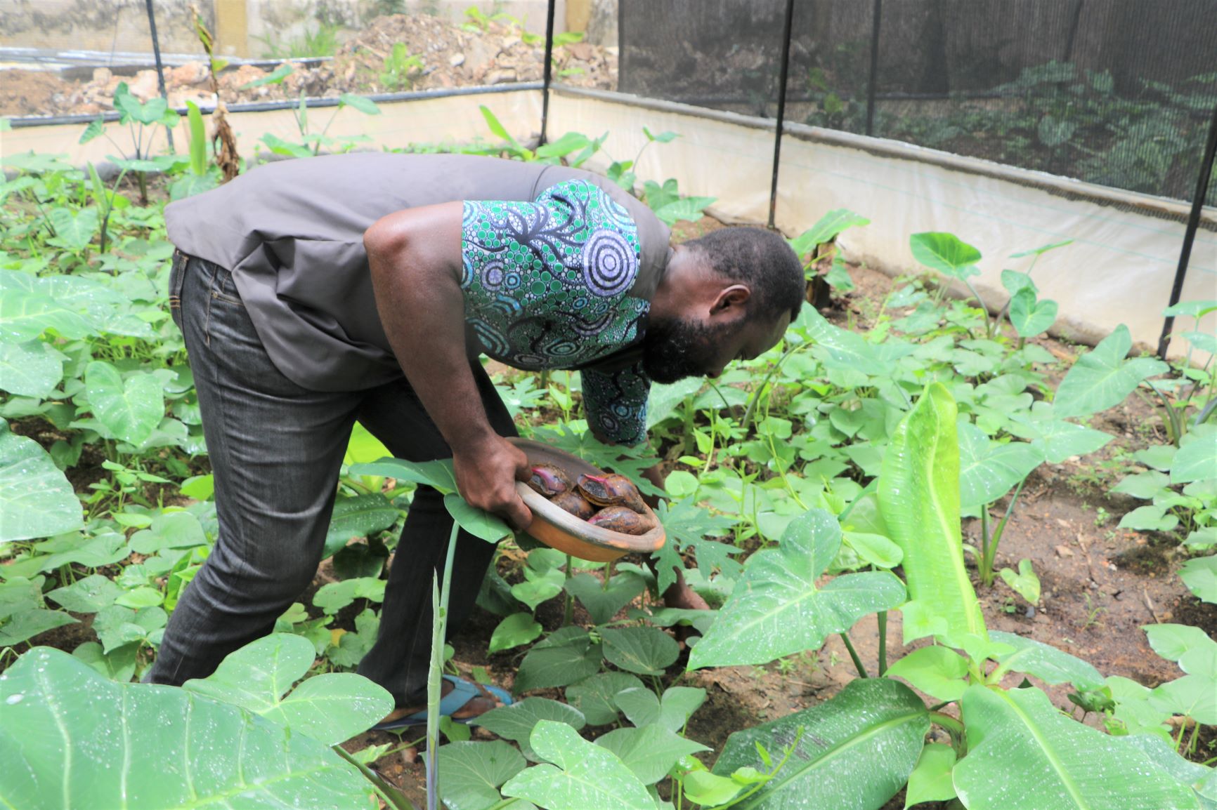 snail farming business plan in ghana