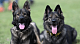 The German Shepherds are said to have been stolen along other State House properties (file photo)